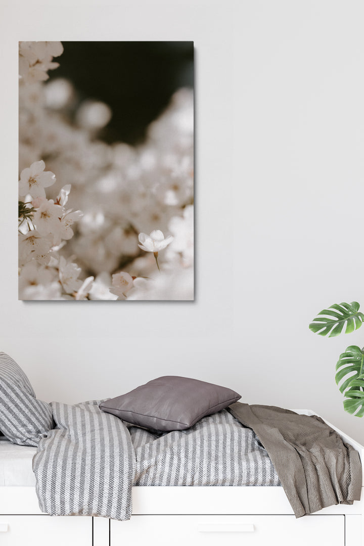 Blooming Cherry Flowers