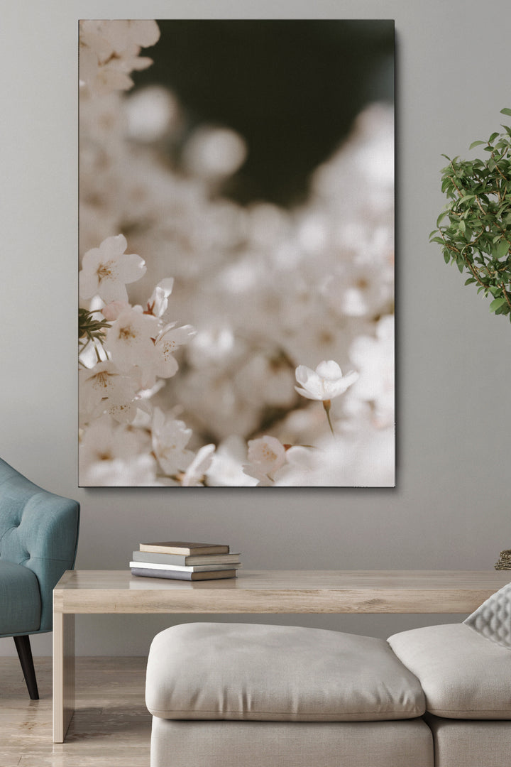 Blooming Cherry Flowers