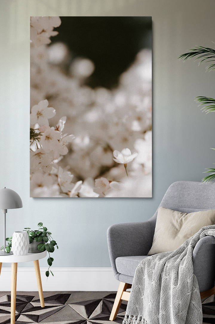 Blooming Cherry Flowers