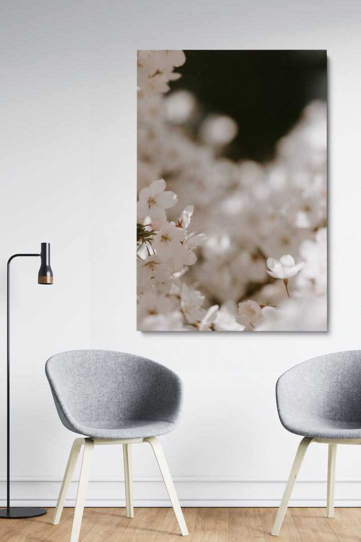 Blooming Cherry Flowers