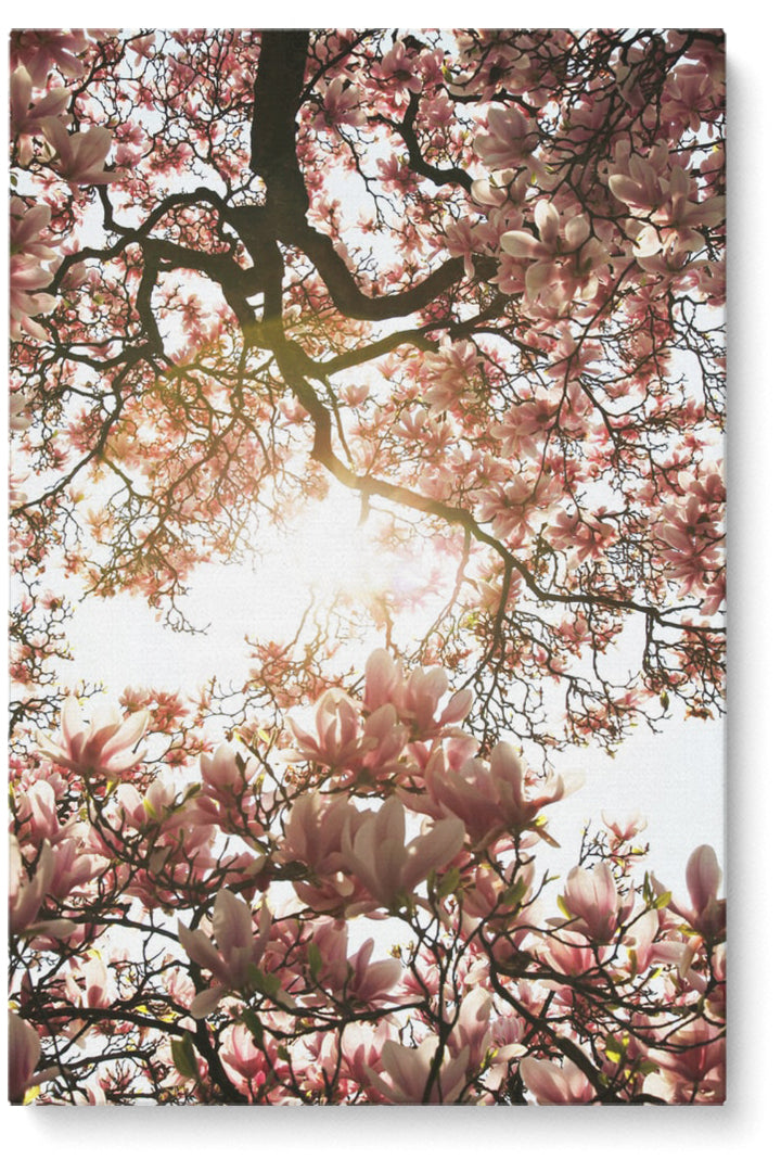 Blooming Sky