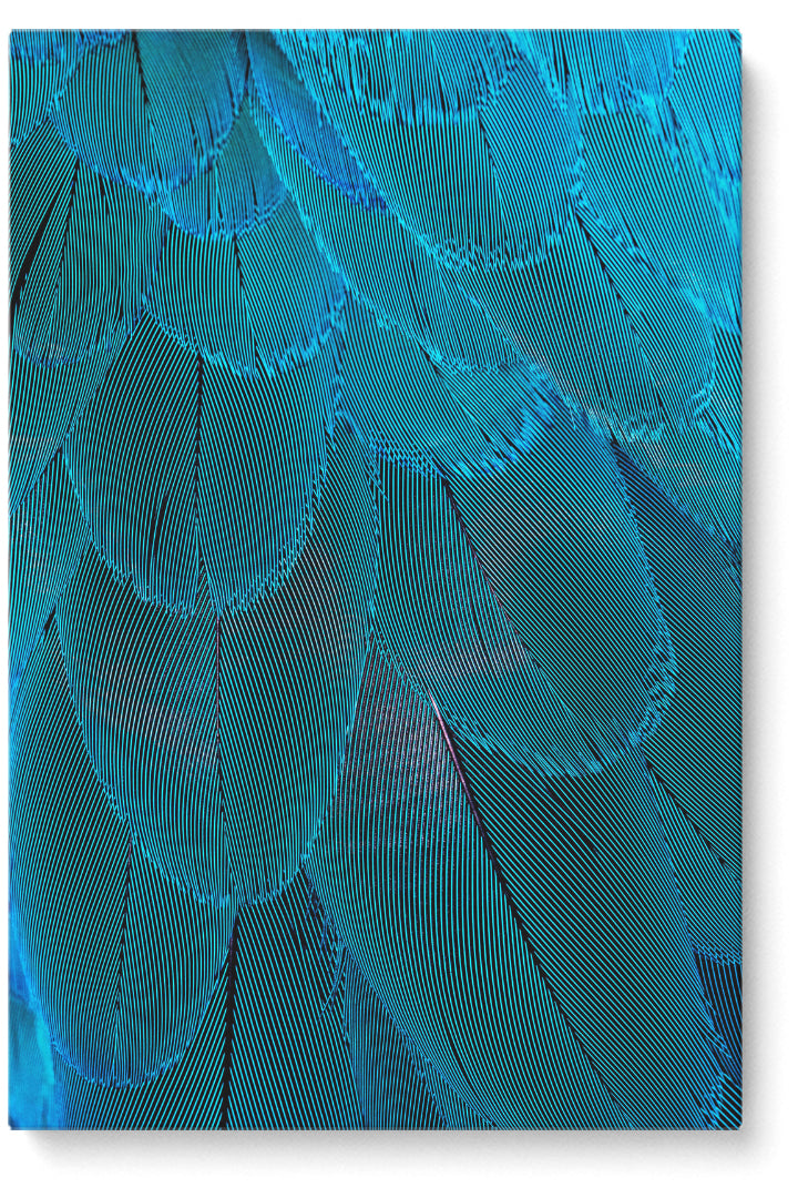 Blue Macaw
