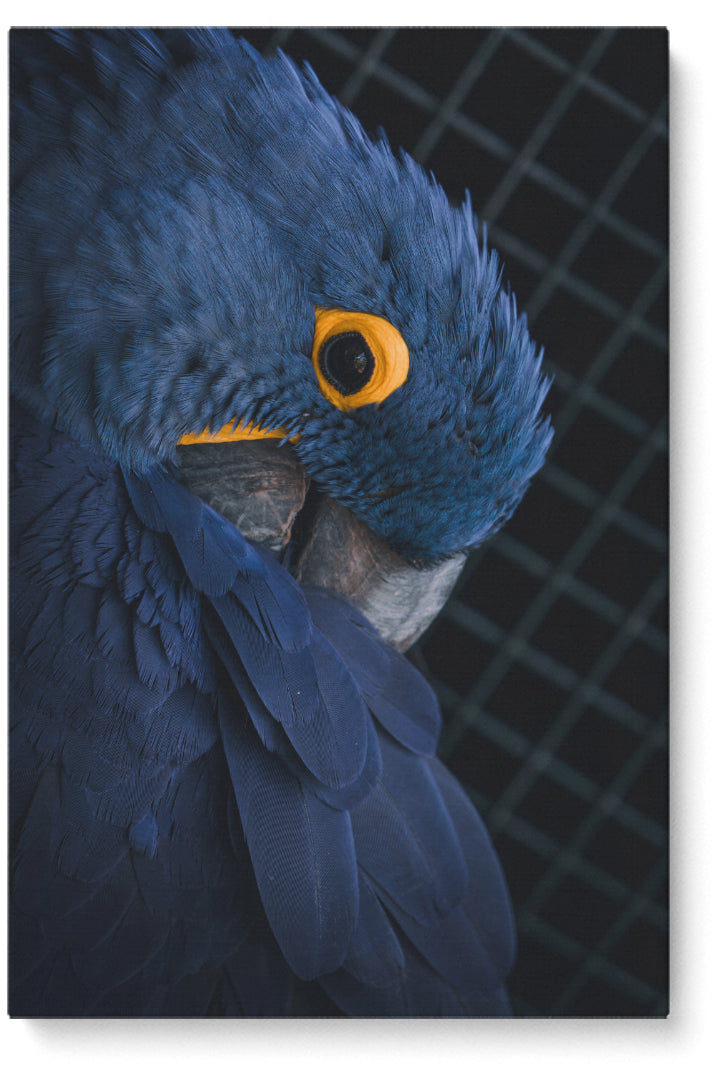 Blue Parrot