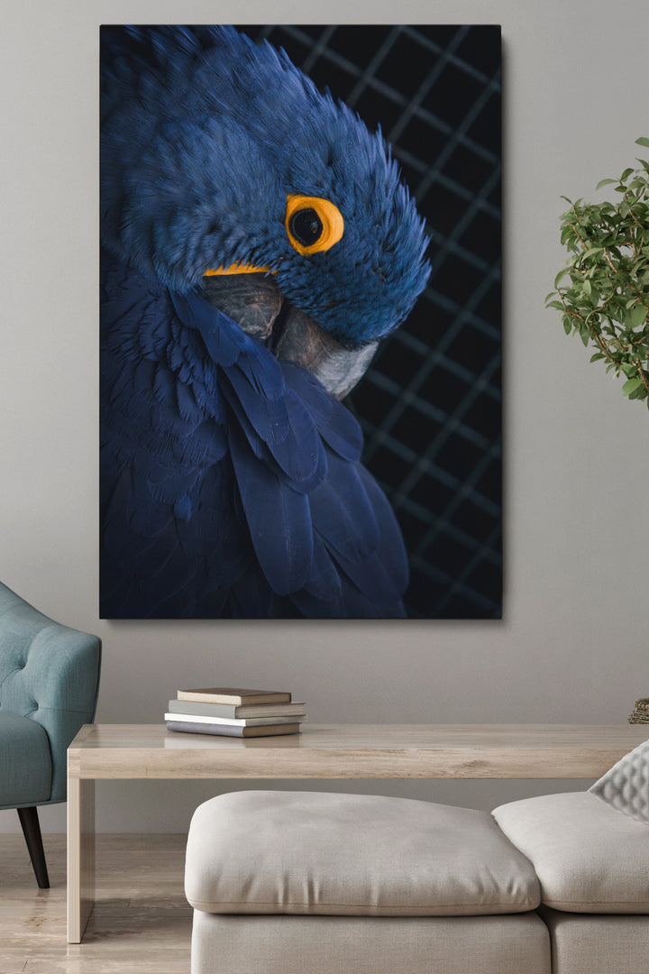 Blue Parrot