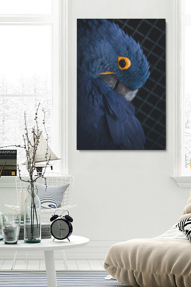 Blue Parrot