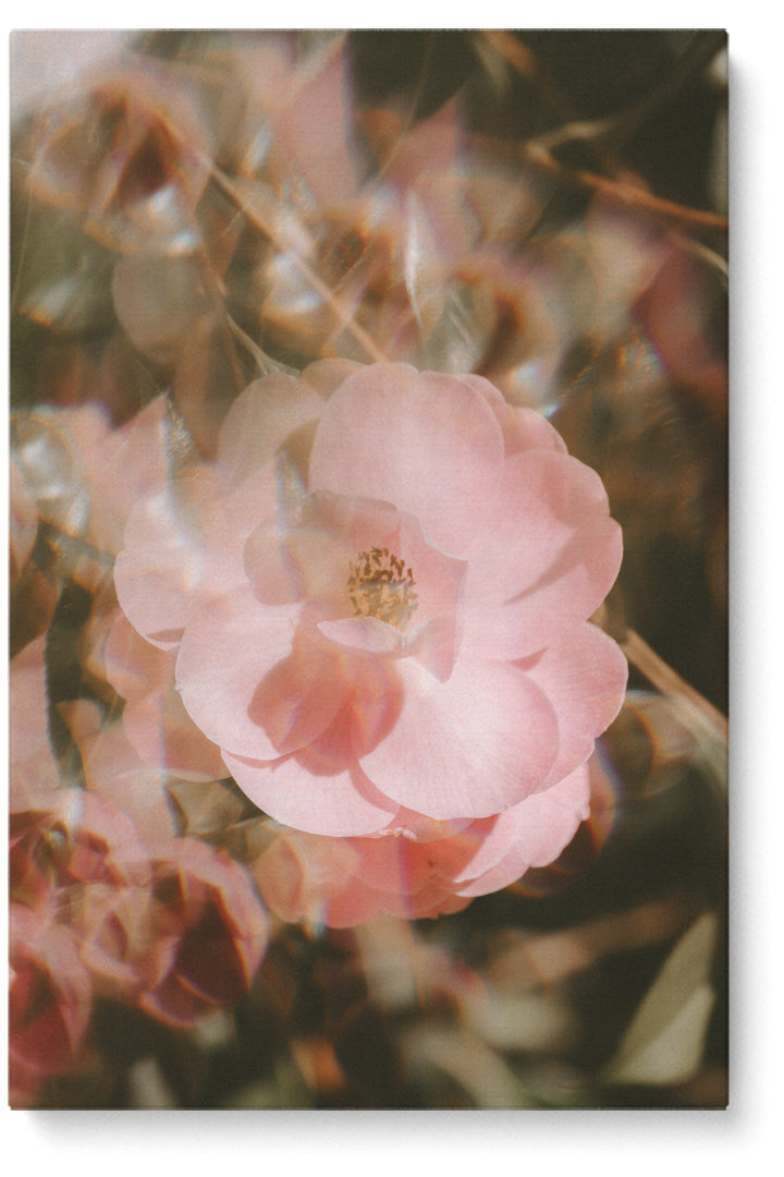 Blur Blooming Rose
