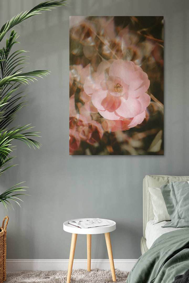 Blur Blooming Rose