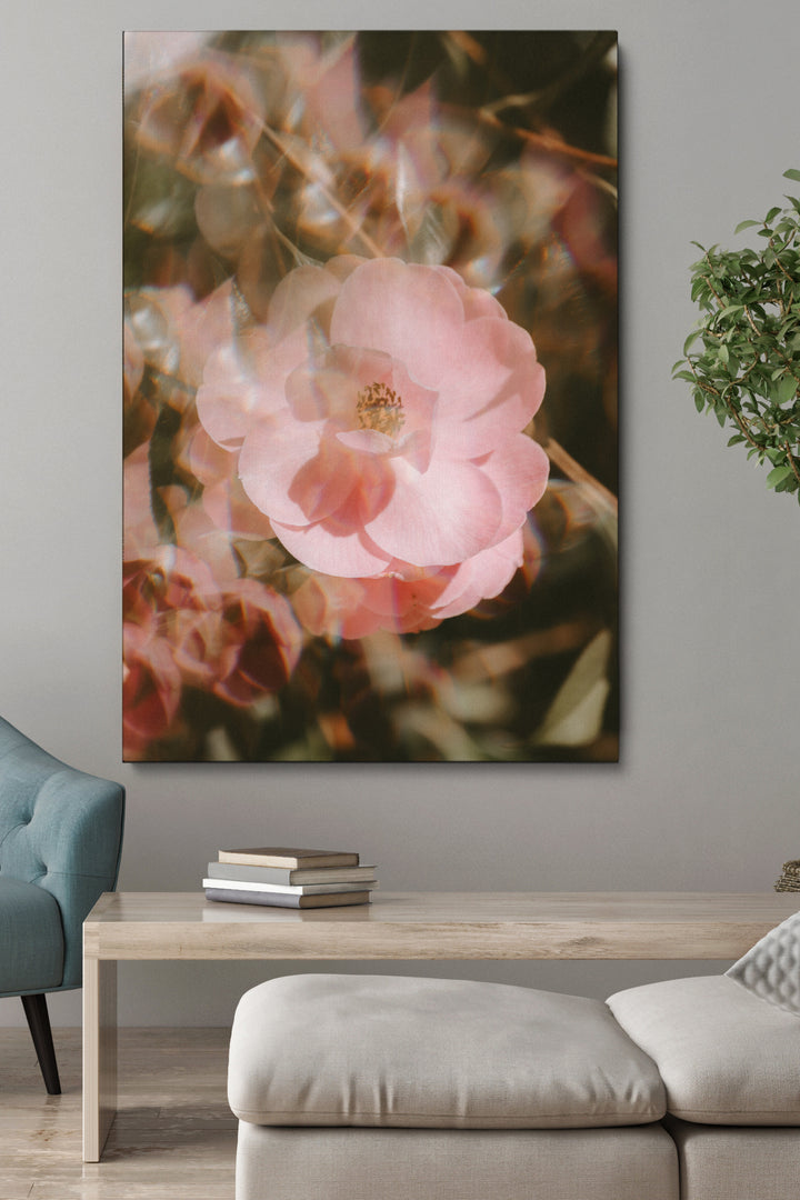 Blur Blooming Rose
