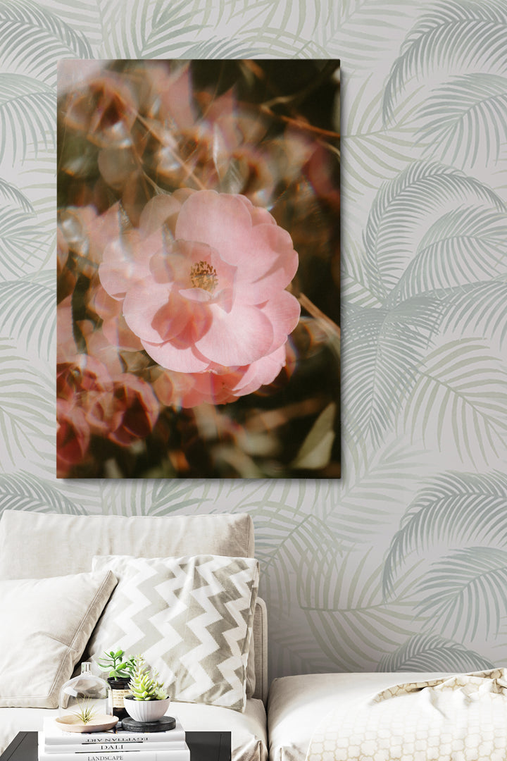Blur Blooming Rose