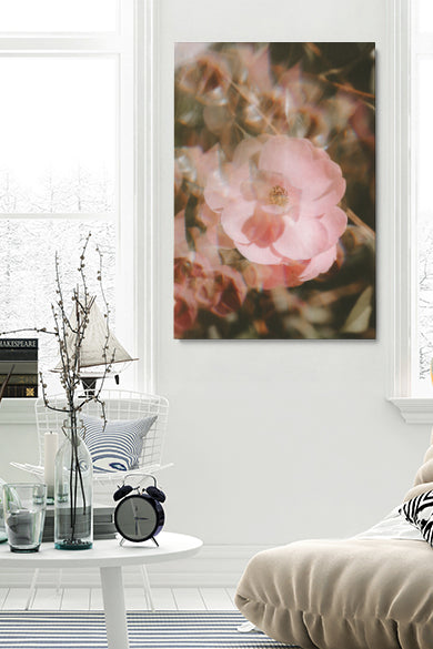 Blur Blooming Rose
