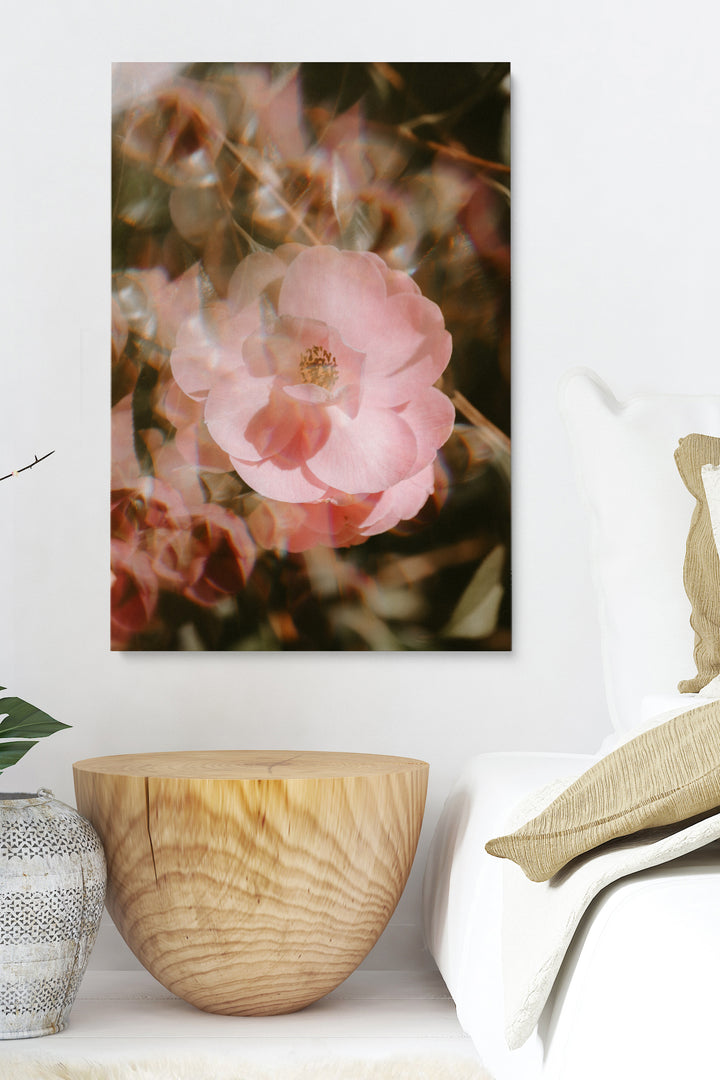 Blur Blooming Rose