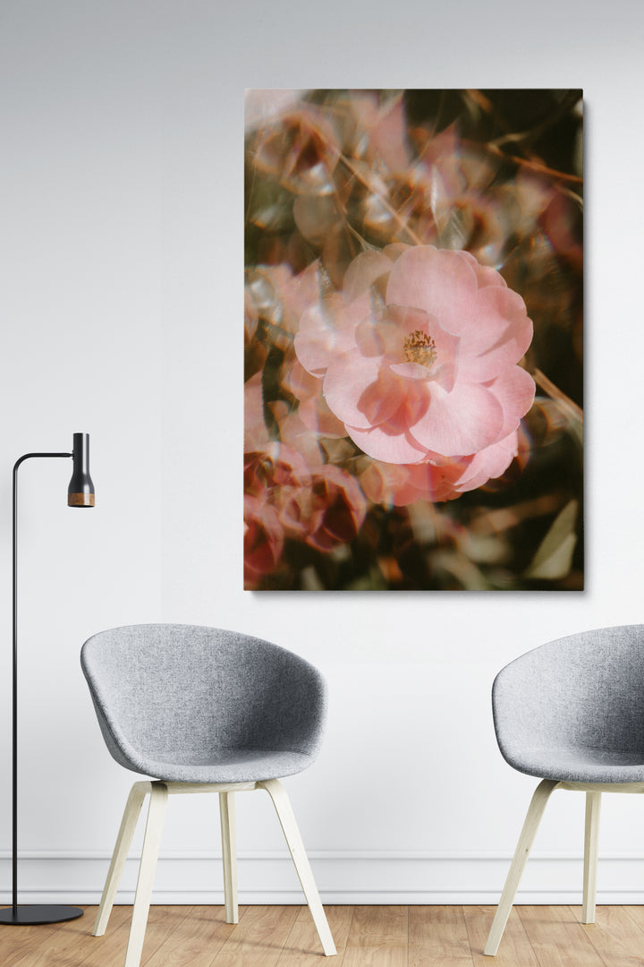 Blur Blooming Rose
