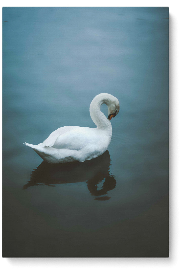 Blushing Swan
