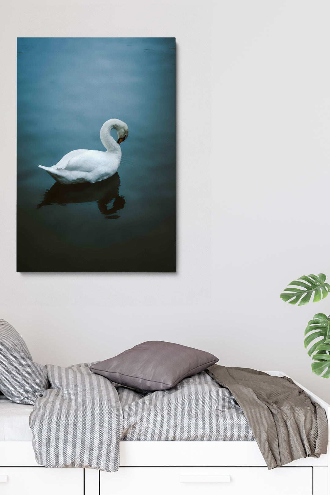 Blushing Swan