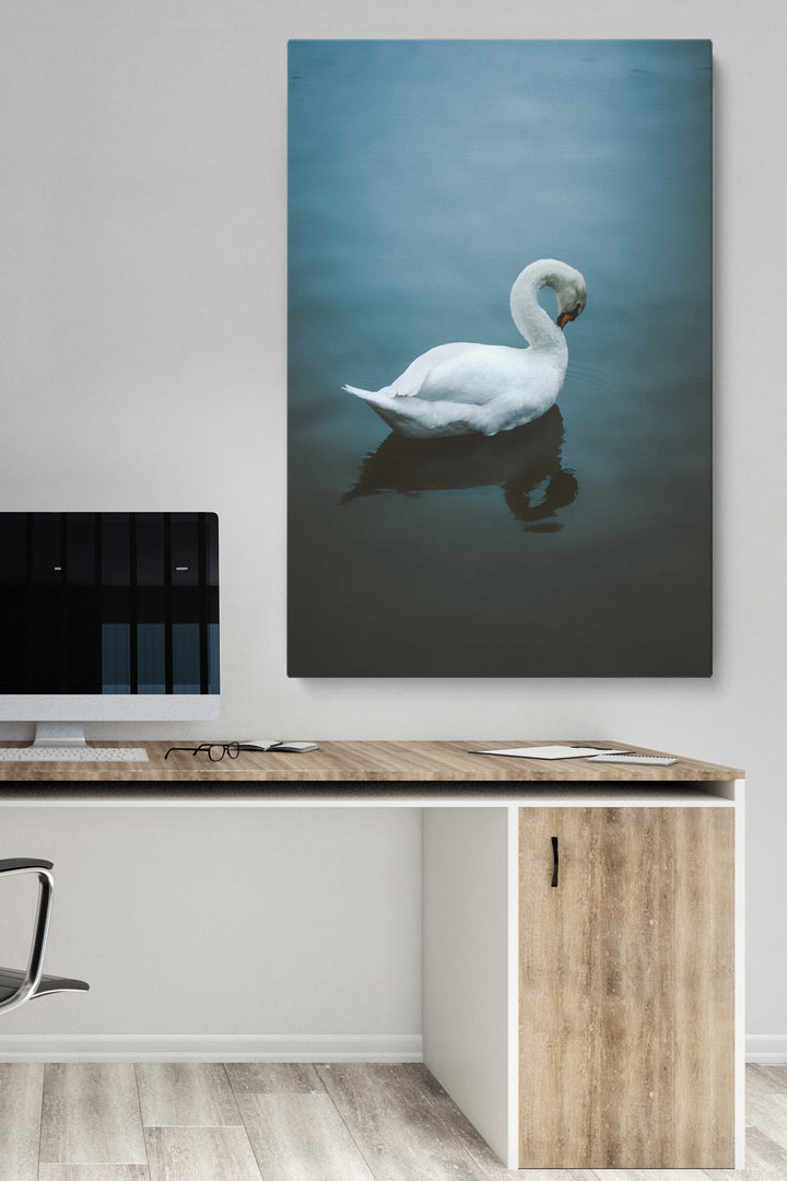 Blushing Swan