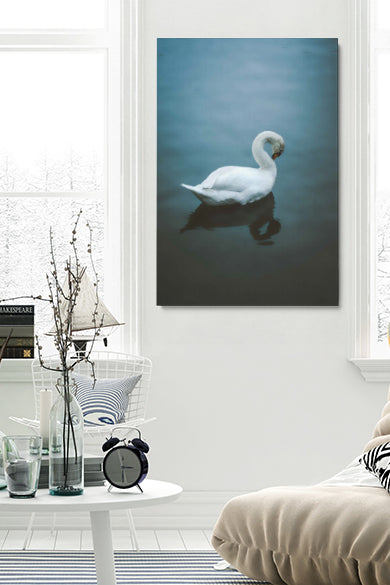 Blushing Swan