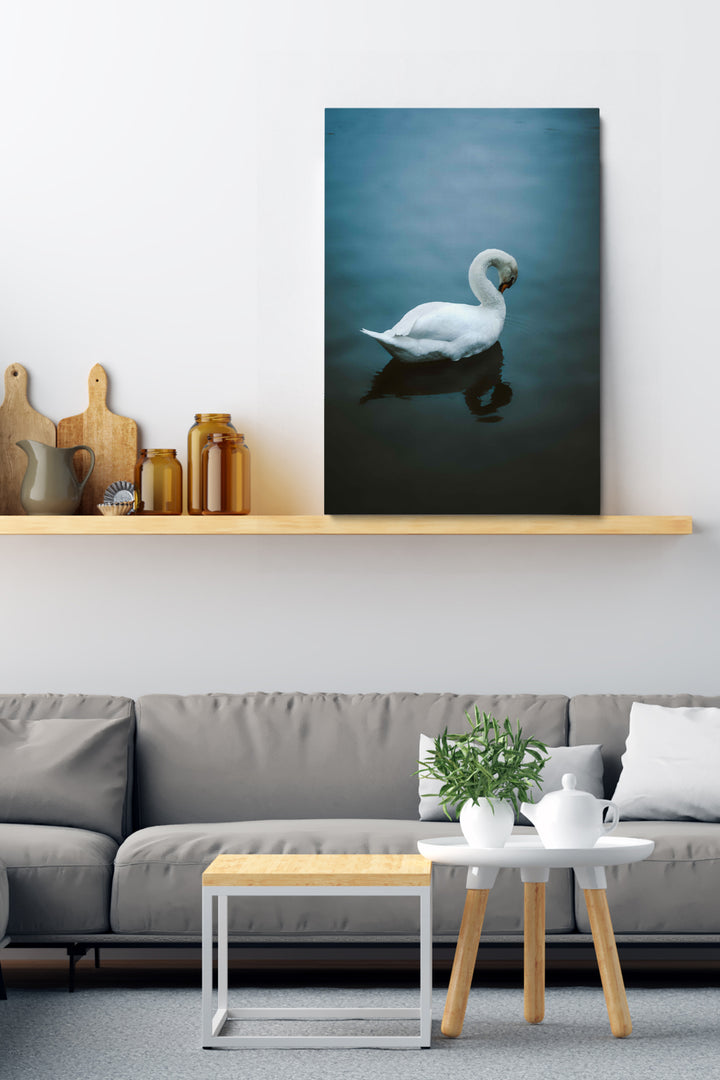 Blushing Swan