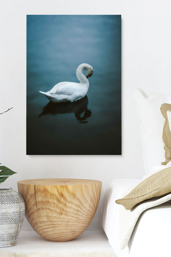 Blushing Swan