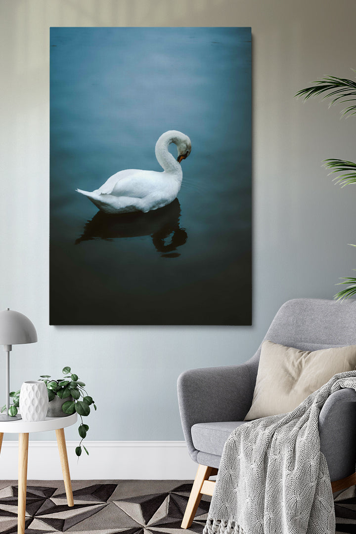 Blushing Swan