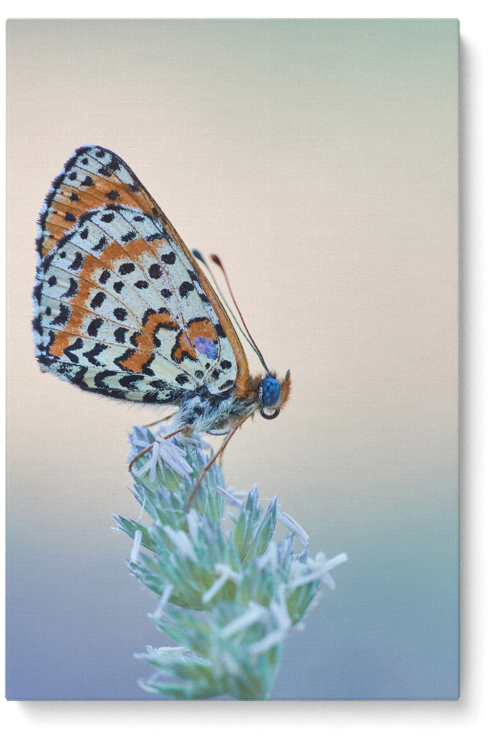 Schmetterling essen