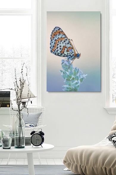 Schmetterling essen