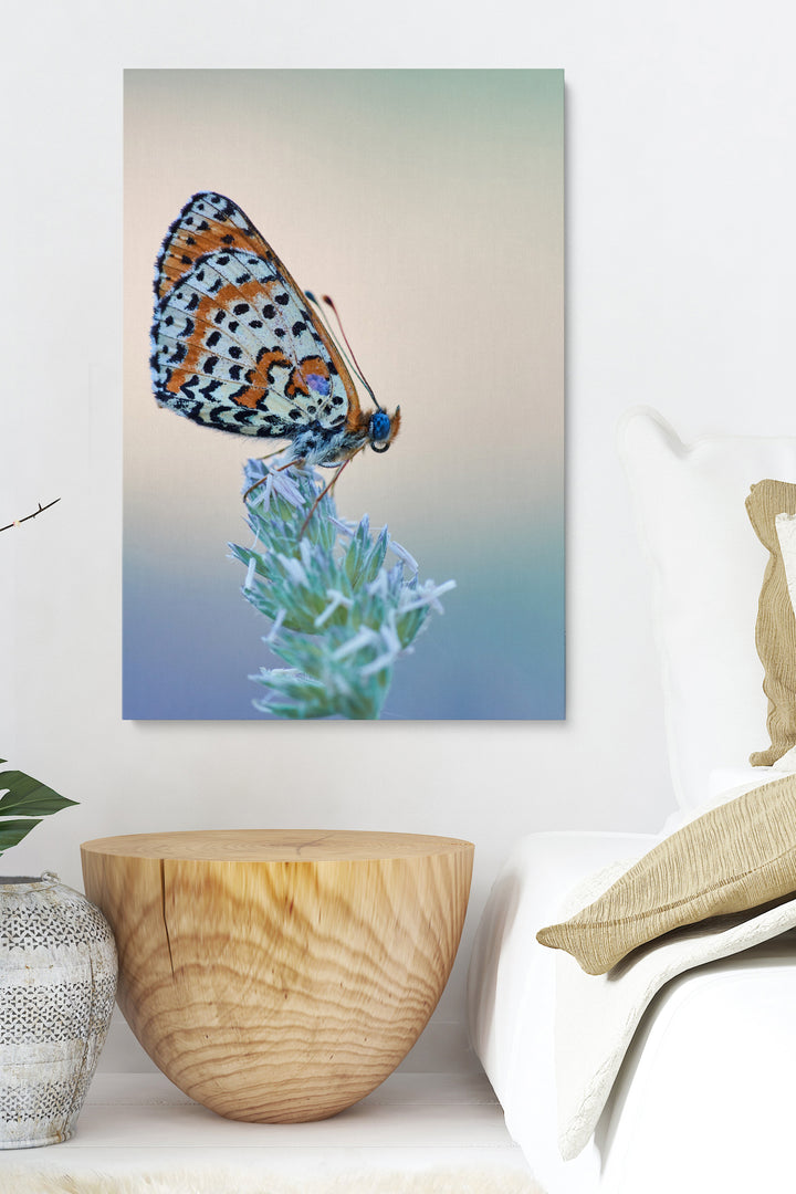 Schmetterling essen