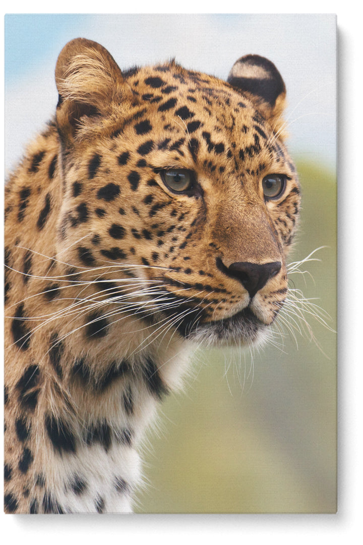 Cheetah Eyes