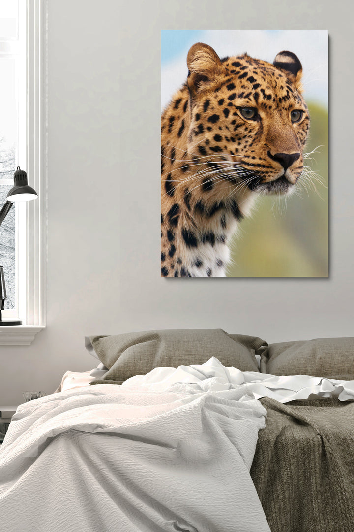 Cheetah Eyes
