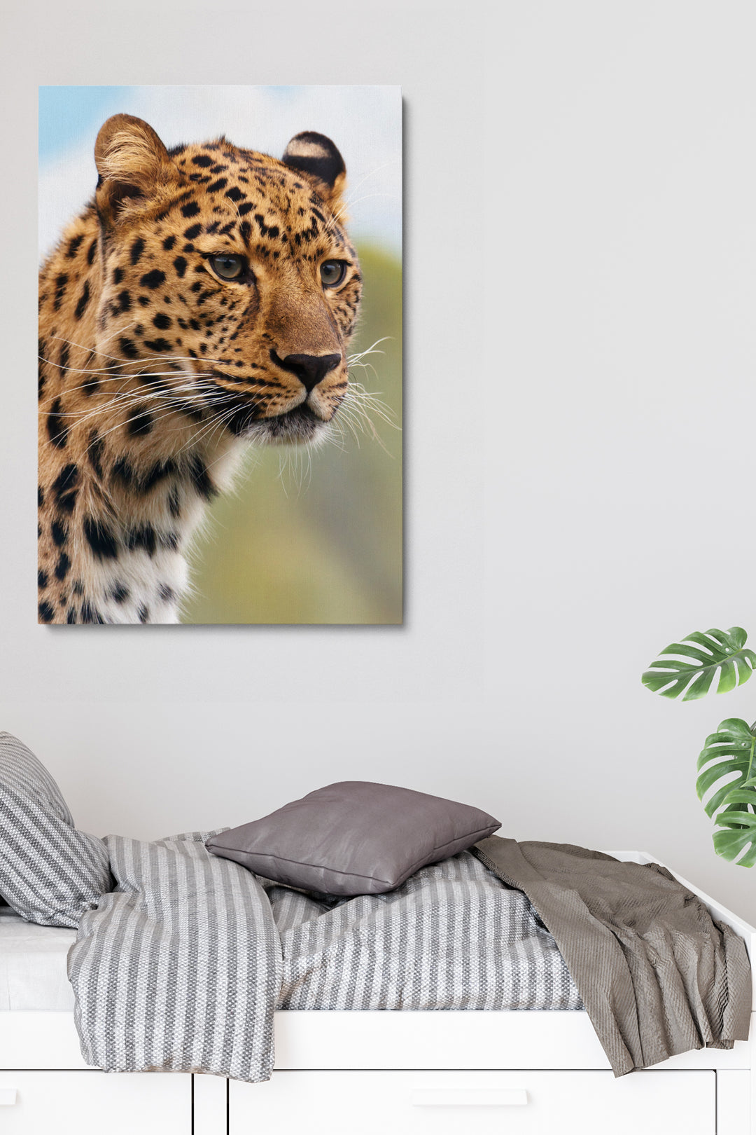 Cheetah Eyes