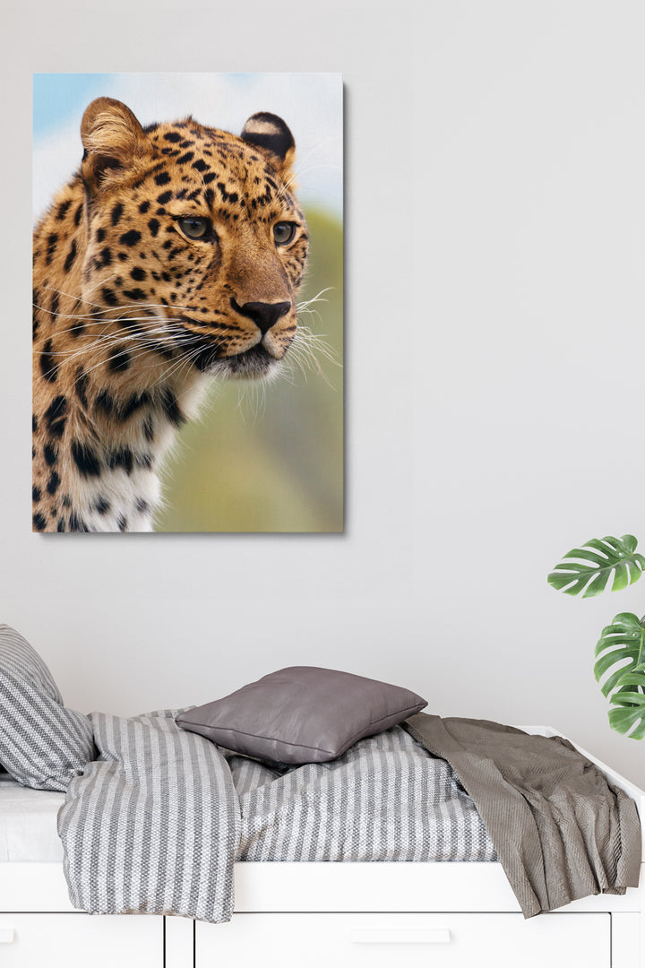 Cheetah Eyes