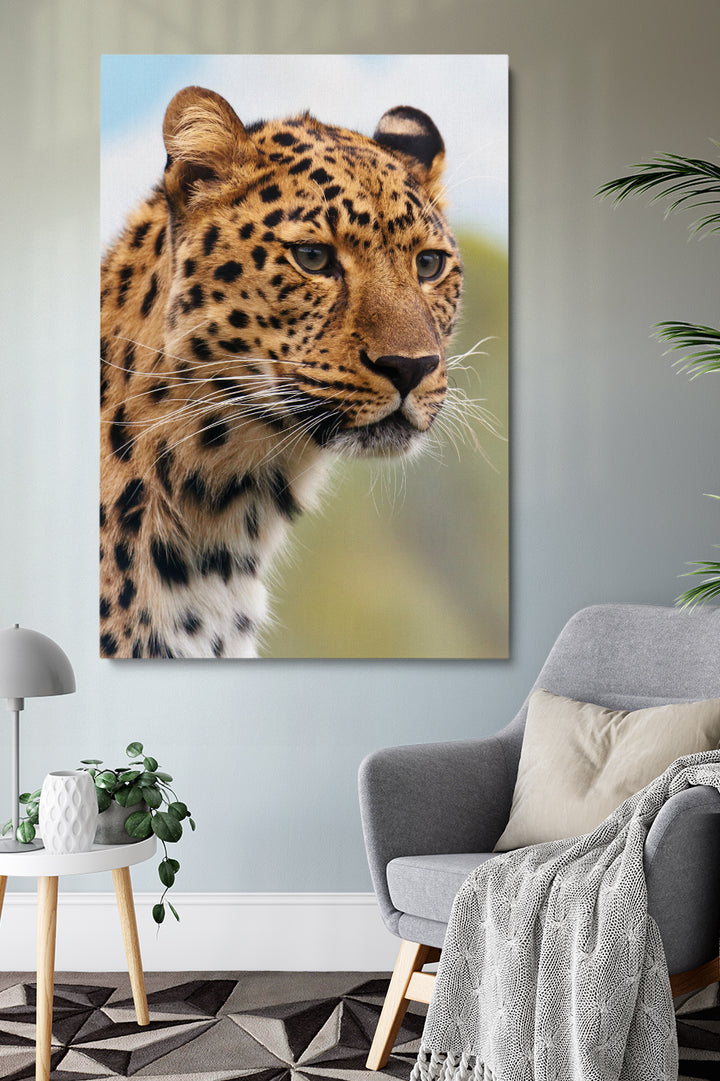Cheetah Eyes