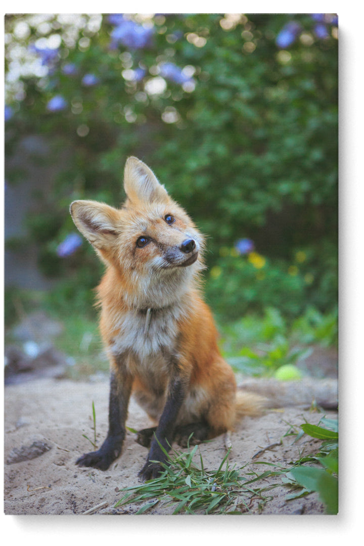 Curious Fox