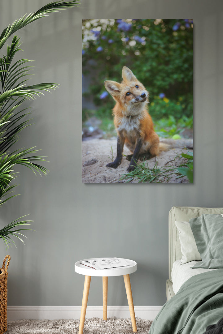 Curious Fox