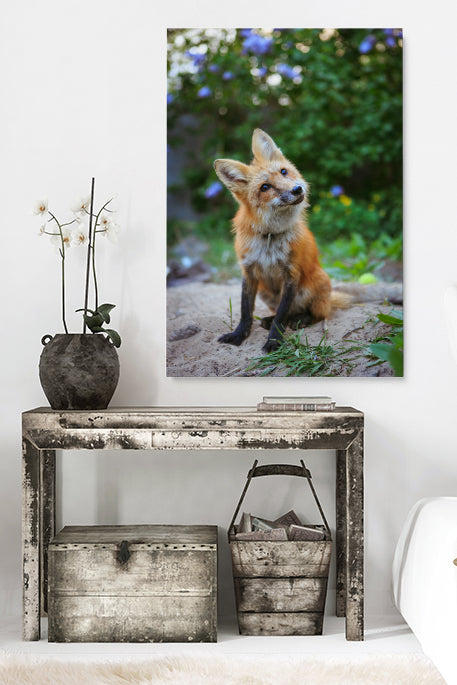 Curious Fox