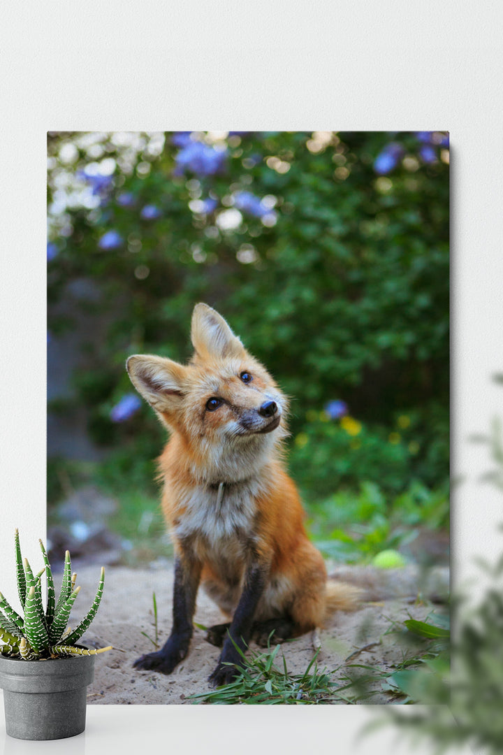 Curious Fox
