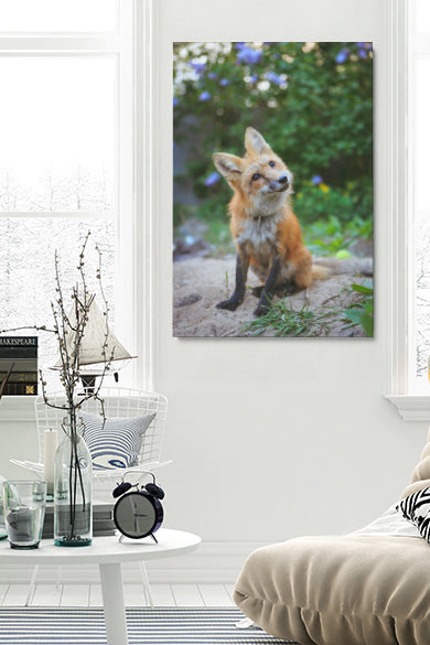 Curious Fox