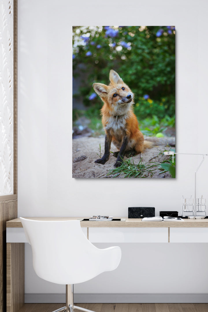 Curious Fox