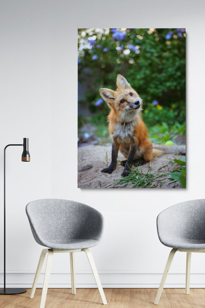 Curious Fox