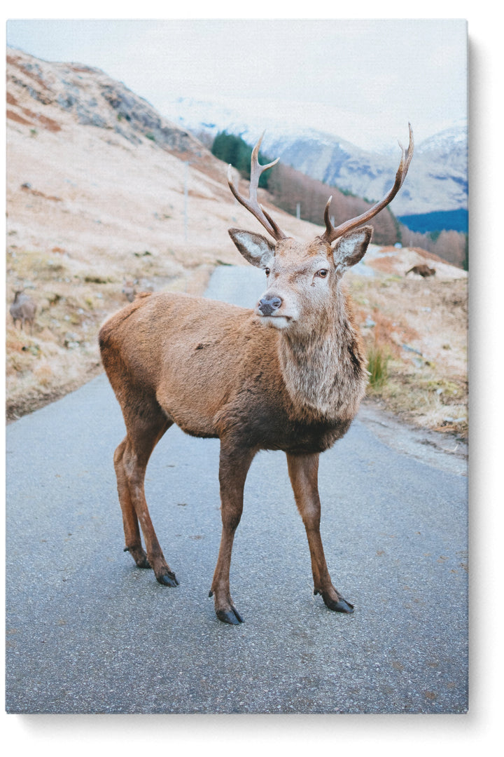 Deer On The Road