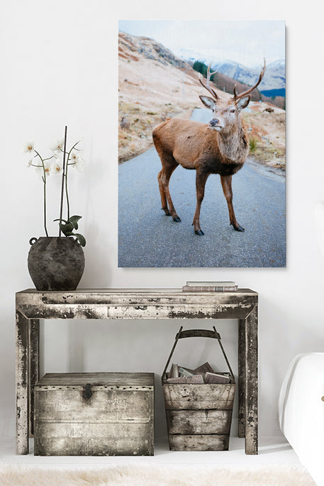 Deer On The Road