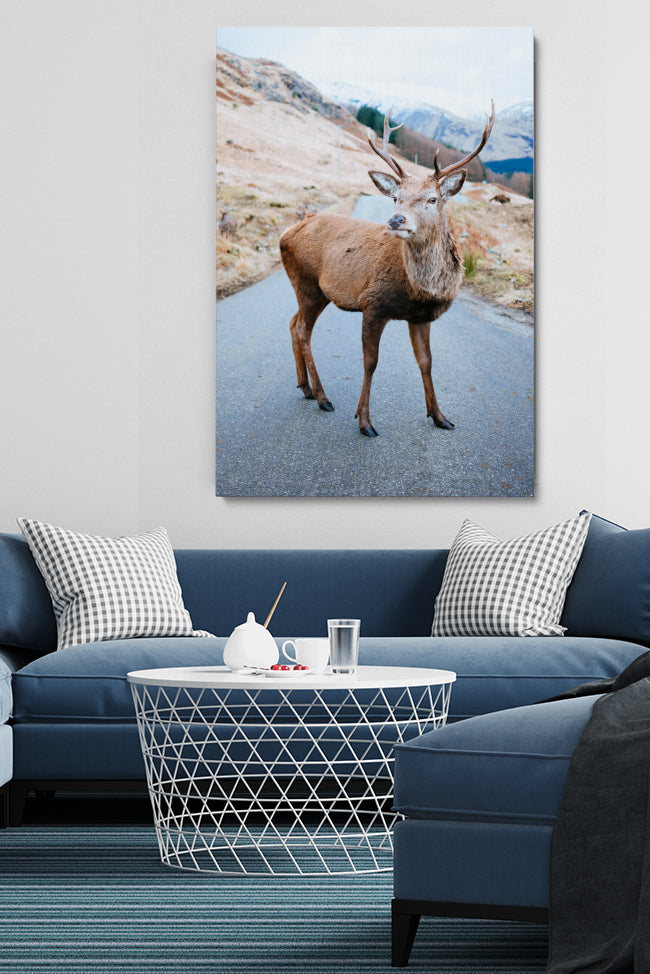 Deer On The Road