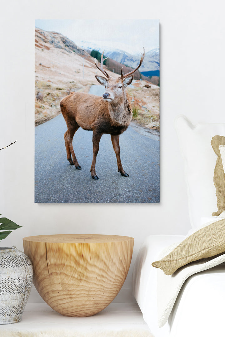 Deer On The Road