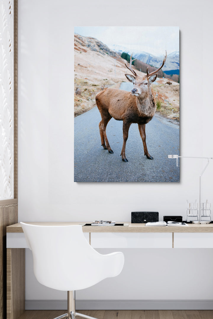 Deer On The Road