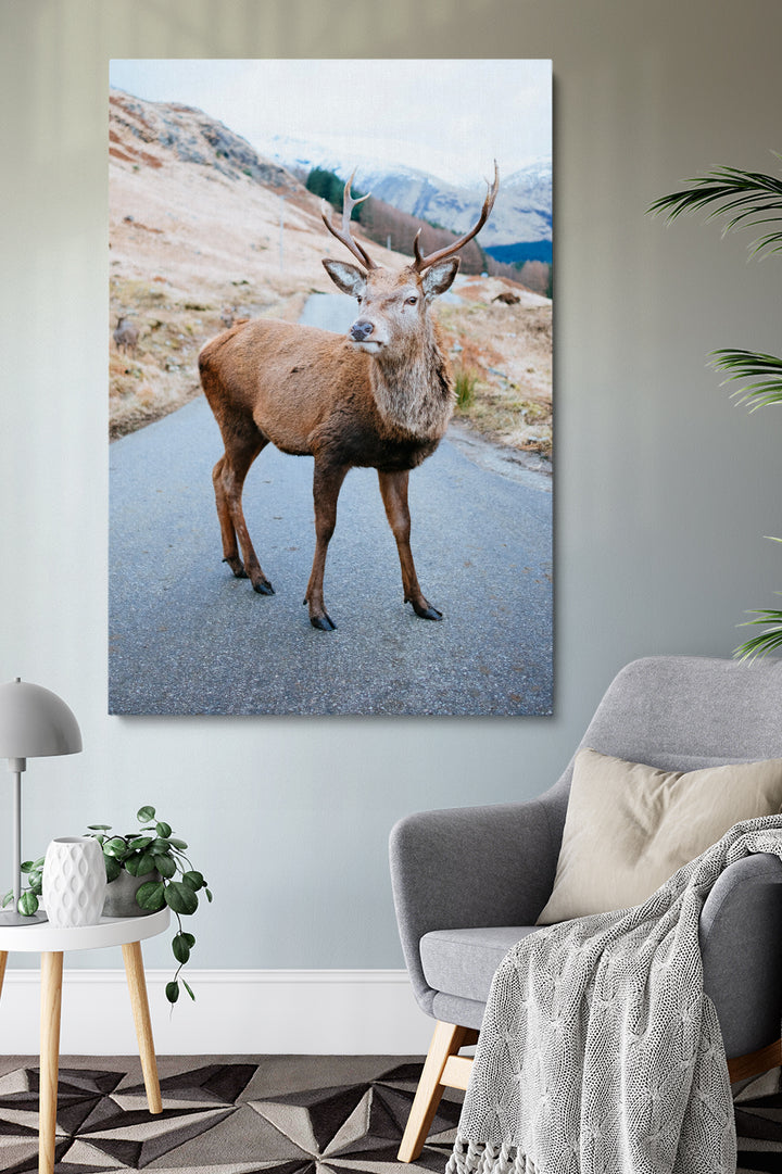 Deer On The Road