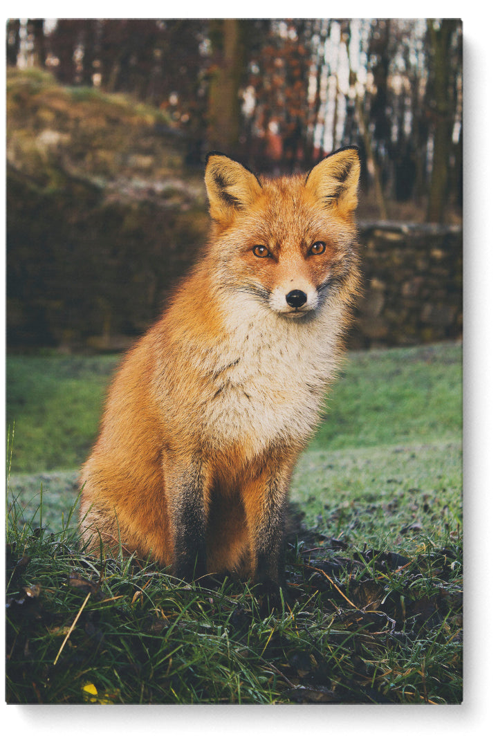 Divine Fox