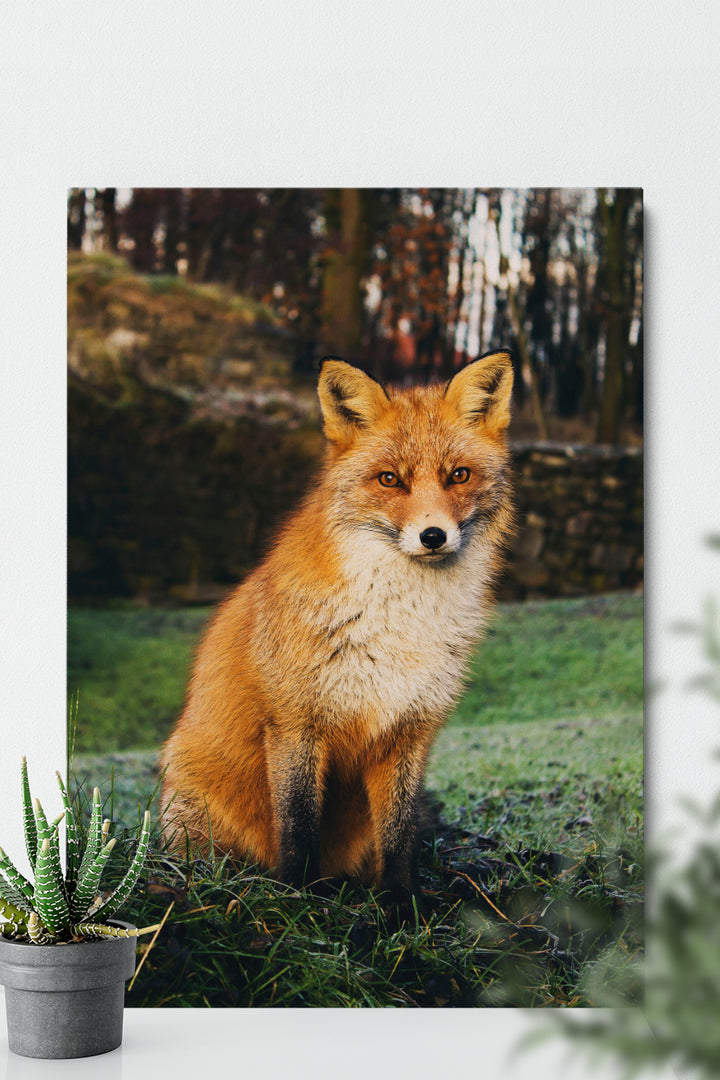 Divine Fox