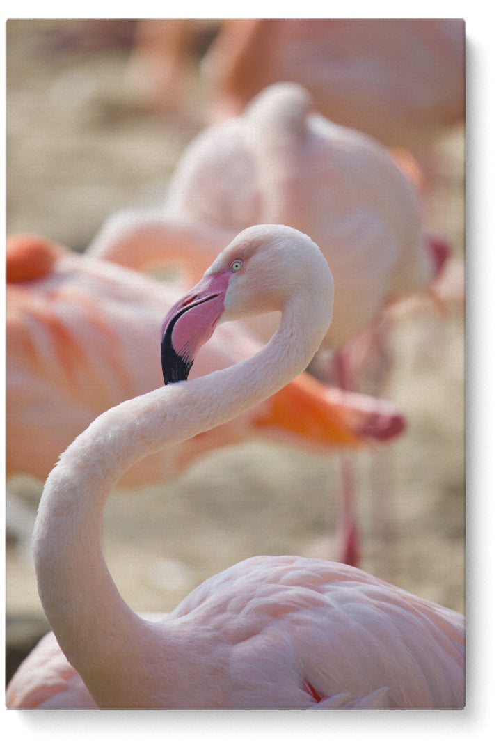 Flamingohals