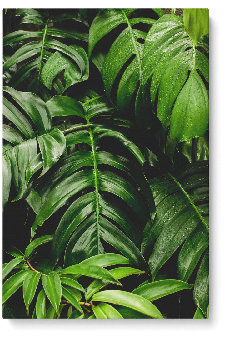 Fresh Leaves