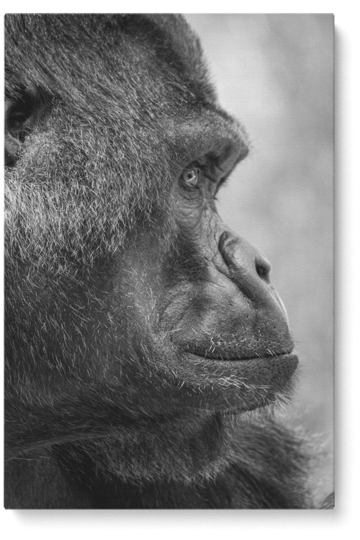Gorilla Side View