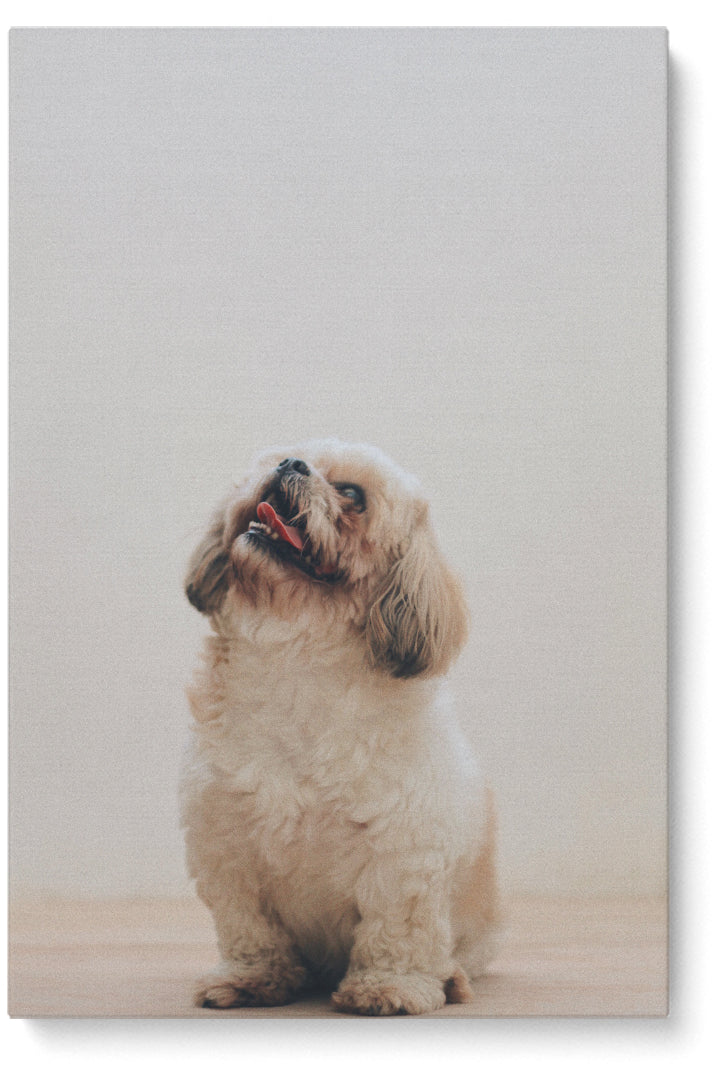 Glücklicher kleiner Hund